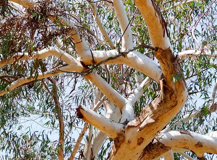 tree
