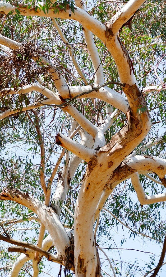 tree